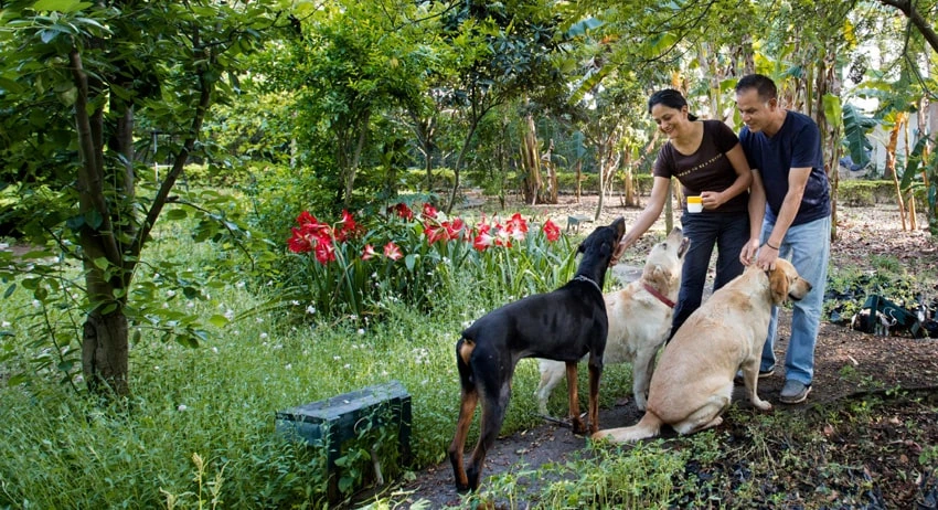 anuja and atul with their dogs